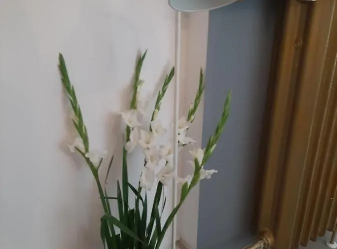 Hollywood Kosciuszki Lejlighed