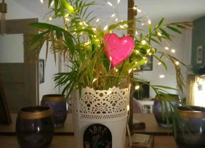 Hollywood Kosciuszki * وودج